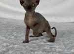 Diora Elf - Sphynx Cat For Sale - Brooklyn&comma; NY&comma; US