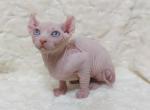 Latte Elf - Sphynx Cat For Sale - Brooklyn&comma; NY&comma; US