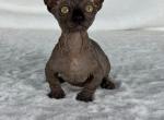 Night Dwelf - Bambino Cat For Sale - Brooklyn&comma; NY&comma; US