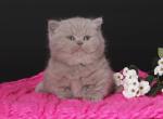 Otter - Munchkin Cat For Sale - Pembroke Pines&comma; FL&comma; US
