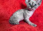 Lola blue eyes - Devon Rex Cat For Sale - Brooklyn&comma; NY&comma; US