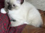 WHISKERS SNOWSHOE BOY BOBTAIL - Siamese Cat For Sale - Bryan&comma; TX&comma; US