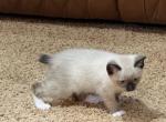 Snowshoe manx Feb - Snowshoe Cat For Sale - Bryan&comma; TX&comma; US