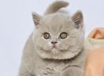 Fanta - British Shorthair Cat For Sale - Norwalk&comma; CT&comma; US