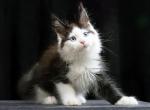 Oxygen - Maine Coon Cat For Sale - Hollywood&comma; FL&comma; US