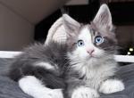 Ocean Breeze - Maine Coon Cat For Sale - Hollywood&comma; FL&comma; US