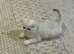 Oreo - Scottish Fold Cat For Sale - PA&comma; US