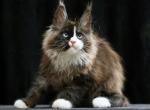 Oreo - Maine Coon Cat For Sale - Miami&comma; FL&comma; US