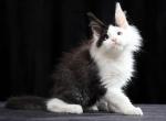 Orchidea - Maine Coon Cat For Sale - Miami&comma; FL&comma; US