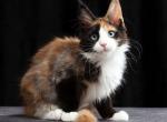 Krasotka - Maine Coon Cat For Sale - Miami&comma; FL&comma; US