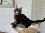Lucian - Maine Coon Cat For Sale - Sugar Valley&comma; GA&comma; US