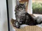 Moses - Maine Coon Cat For Sale - Sugar Valley&comma; GA&comma; US