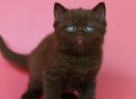 Isha - British Shorthair Cat For Sale - Grayslake&comma; IL&comma; US