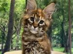 Liviya - Maine Coon Cat For Sale - Miami&comma; FL&comma; US