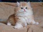 Laura - British Shorthair Cat For Sale - Hollywood&comma; FL&comma; US
