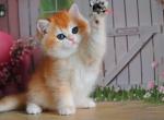 Liliana - British Shorthair Cat For Sale - Hollywood&comma; FL&comma; US
