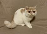Chai - Exotic Cat For Sale - Syracuse&comma; NY&comma; US