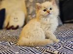 Cinnamon lynx sepia - Ragdoll Cat For Sale - Farmville&comma; VA&comma; US