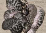Jadzia and Sisko's Litter - Bengal Cat For Sale - Bradner&comma; OH&comma; US