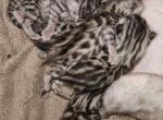 Cameo Litter and Javiers Litter - Bengal Kitten For Sale - Bradner&comma; OH&comma; US