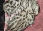 Eponine and Marius Litter - Bengal Kitten For Sale - Bradner&comma; OH&comma; US