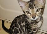 Brown Clouded Female Yellow Collar - Bengal Cat For Sale - Bradner&comma; OH&comma; US
