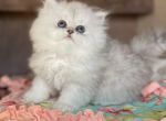 Purebred Persians - Persian Cat For Sale - Staten Island&comma; NY&comma; US