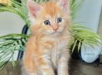 Squirrel - Maine Coon Cat For Sale - Chicago&comma; IL&comma; US