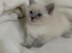 Sunshine - Siamese Cat For Sale - Battle Ground&comma; WA&comma; US