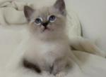 Sweetie - Siamese Cat For Sale - Battle Ground&comma; WA&comma; US