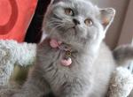 Dasha - British Shorthair Cat For Sale - Norwalk&comma; CT&comma; US