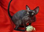 Quetta - Devon Rex Cat For Sale - Norwalk&comma; CT&comma; US