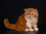 Harly - Persian Cat For Sale - Pembroke Pines&comma; FL&comma; US