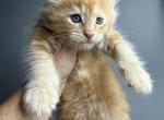 Eddy - Maine Coon Cat For Sale - Hollywood&comma; FL&comma; US
