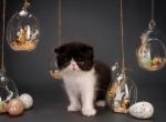 Isabella - Persian Cat For Sale - Pembroke Pines&comma; FL&comma; US