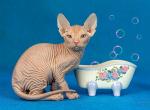 Mars - Donskoy Cat For Sale - Miami&comma; FL&comma; US