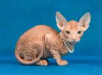 Mercury - Donskoy Cat For Sale - Miami&comma; FL&comma; US