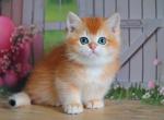 Leonard - British Shorthair Cat For Sale - Norwalk&comma; CT&comma; US