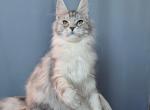 Jennifer - Maine Coon Cat For Sale - Miami&comma; FL&comma; US