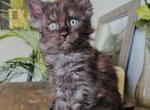 Smoky - Maine Coon Cat For Sale - Chicago&comma; IL&comma; US