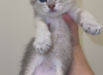 boy - Scottish Fold Cat For Sale - Maineville&comma; OH&comma; US