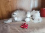 Silver Chinchilla male - Persian Cat For Sale - Leander&comma; TX&comma; US