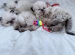 Palulu - Himalayan Cat For Sale - Worcester&comma; MA&comma; US