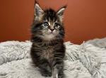 Mainecoon pedigree purebred - Maine Coon Kitten For Sale - Liberty&comma; NC&comma; US