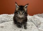 Mainecoon pedigree purebred - Maine Coon Kitten For Sale - 