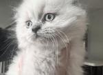 Cupid - Himalayan Cat For Sale - Dover&comma; NH&comma; US