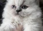 Romeo - Himalayan Cat For Sale - Dover&comma; NH&comma; US