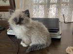 PUREBRED RAGDOLL KITTEN - Ragdoll Cat For Sale - East Earl&comma; PA&comma; US