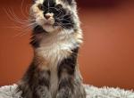 Adult female  with pedigree - Maine Coon Cat For Sale - Liberty&comma; NC&comma; US