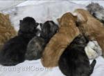 Enchanted Willow Litter - Maine Coon Cat For Sale - Elk Grove&comma; CA&comma; US